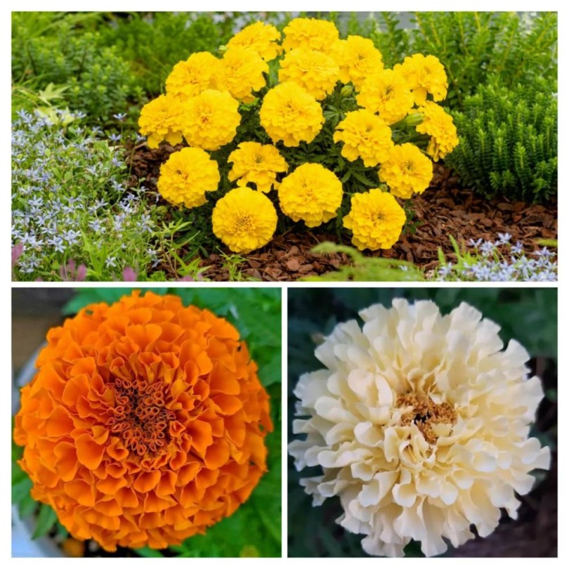 Nagytermetű bársonyvirág válogatáscsomag , Tagetes erecta, vetőmag, akció, kedvezmény